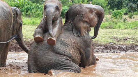 Happy Elephant Care Full Day Go Beyond Asia