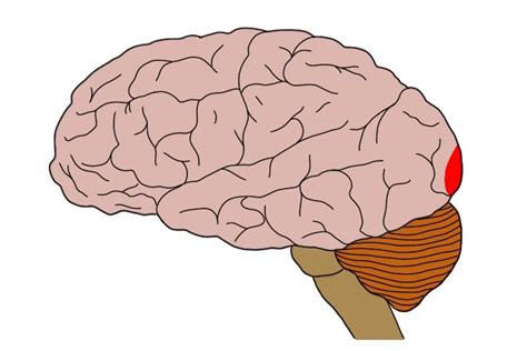 brain primary visual cortex