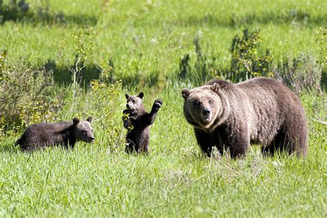 Grizzly Bear With Cubs 01 Photograph By Joe Maskasky Fine Art America