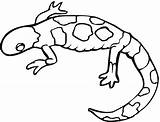 Salamandra Colorare Anfibi Disegni Bambini sketch template
