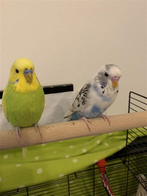 Can You Help Me Determine The Sex Of My Budgies Left Is Kiri And Right