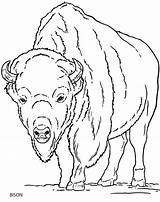 Buffalo Bison Drawing North Animals Coloring Wild Animal American Outline Drawings America Draw Doverpublications Sheets Sketches Pages Head Creative Arrow sketch template