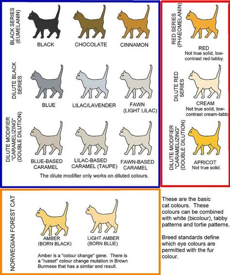 basic  solid cat colours cat colors ragdoll cat colors burmese cat
