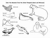 Hewan Mamalia Walrus Pinnipedia Laut Chordata Pinnipeds Exploringnature sketch template