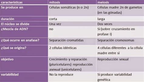 cuadros comparativos de mitosis y meiosis cuadro comparativo