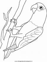 Perroquet Gabon Oiseaux Parrot Papageien Animali Papagaj Pappagalli Oiseau Ausmalen Graupapagei Ptaki Kolorowanki Ausmalbild sketch template