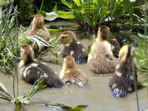 Breeding For Sex Linked Ducklings Backyard Chickens Learn How To