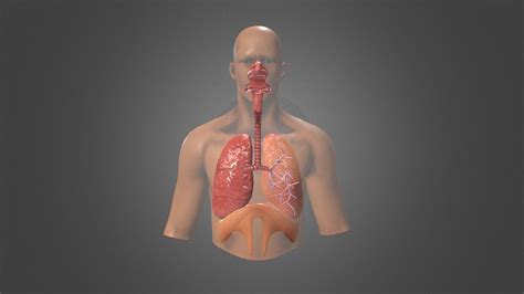 captivating facts  human respiratory system factsnet