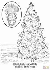 Tree Coloring Oregon Pages State Evergreen Drawing Printable Color Kids Colouring Trees Christmas Choose Board Getdrawings Supercoloring sketch template
