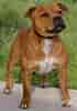 Image result for Staffordshire Bull Terrier. Size: 70 x 100. Source: es.wikipedia.org