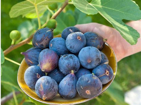 fantastic fig tree varieties  grow  home homestead  chill