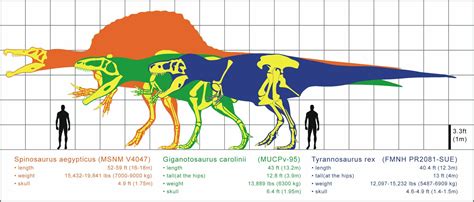 spinosaurus bigger   rex fossileracom