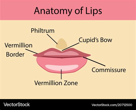 anatomy  lips royalty  vector image vectorstock