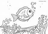 Malvorlage Fische Doktorfisch Malvorlagen Ausmalbilder Kostenlose sketch template