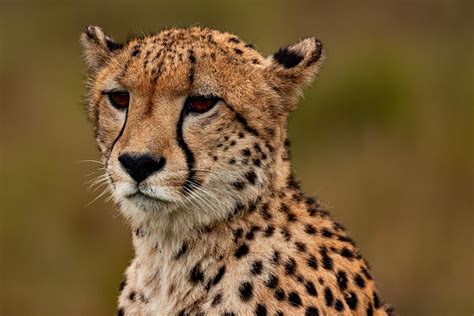 curiosidades sobre el guepardo el animal mas rapido del mundo