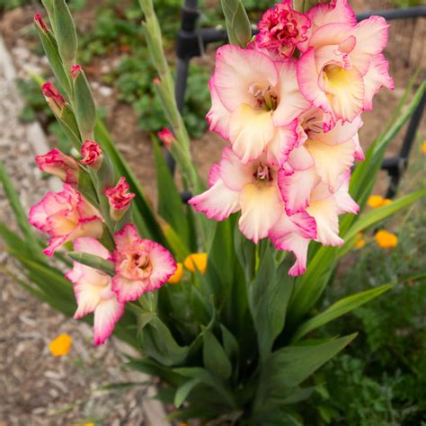 gladiolus plant care growing guide