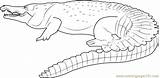 Saltwater Crocodile Glazing sketch template