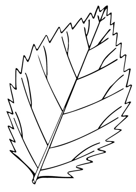 coloring page leaf img  leaf coloring page fall leaves