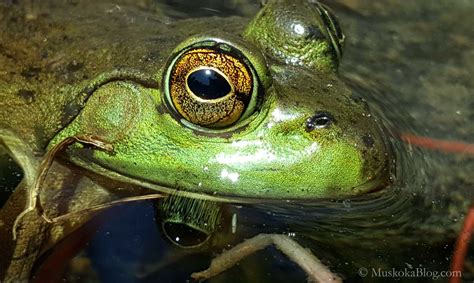 frog eyes muskoka blog