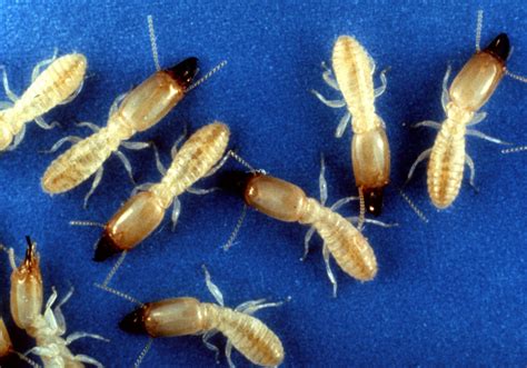 facts  termites north jersey termite