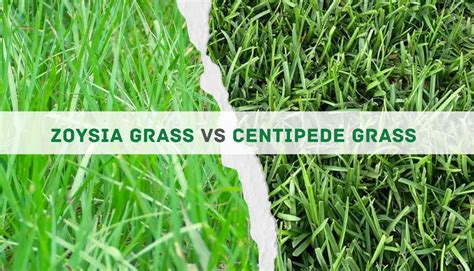 zoysia  centipede grass key differences   winner