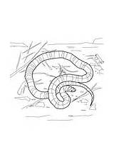 Moccasin Burmese Snake sketch template