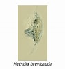 Afbeeldingsresultaten voor "metridia Brevicauda". Grootte: 95 x 100. Bron: www.intranet.biologia.ufrj.br
