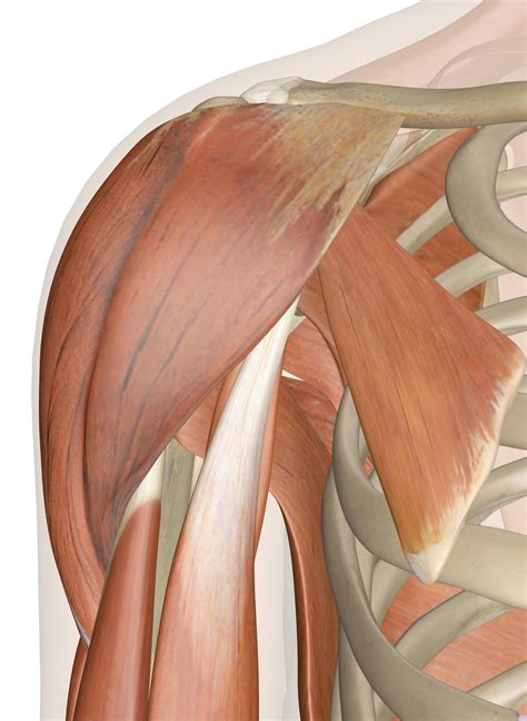 muscles   shoulder joint  anatomy model