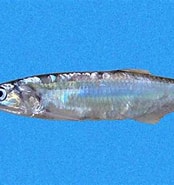 Image result for Lycengraulis grossidens. Size: 174 x 185. Source: biogeodb.stri.si.edu