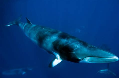 minke whale animal wildlife
