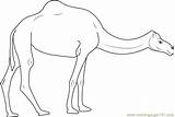 Camels Coloringpages101 sketch template
