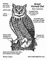 Owl Horned Great Diagram Coloring Labeling Res Hi Exploringnature sketch template