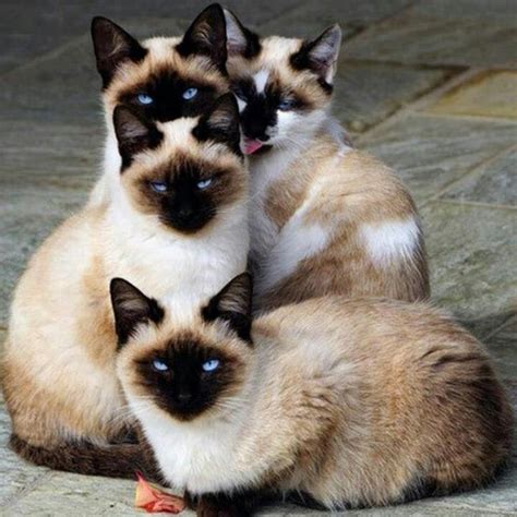 beautiful siamese cats cats pinterest