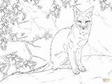 Coloring Fox Pages Realistic Gray Sitting Swift Printable Grey Color Drawing Animals Kleurplaat Squirrel Vossen Print 06kb 1199 Medium Brown sketch template
