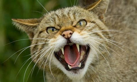 why the scottish wildcat is staring extinction in the face environment the guardian