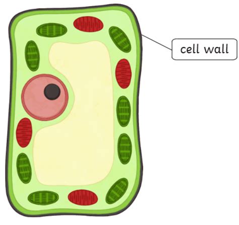 cell wall twinkl teaching wiki twinkl