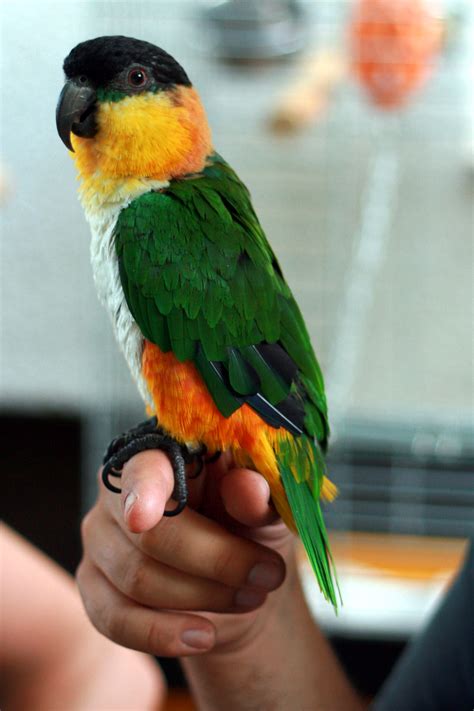 fileblack headed parrot pionites melanocephalus sidejpg
