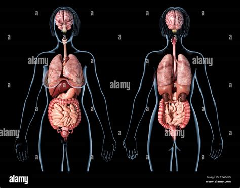 frau anatomie der inneren organe hinten und vorne auf schwarzem