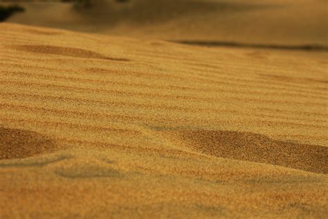 images landscape nature outdoor sand wood field prairie texture desert dune