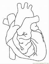 Anatomical Biologie Ausmalbilder Anatomie Coloringhome Pintar Q1 Coloringpages101 sketch template