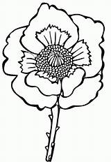 Poppy Coloring Flower Pages Drawing Kids Colouring Poppies Line Printable Easy Clipart Sheets Supercoloring Remembrance Color Flowers Print Gif sketch template