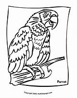 Coloring Parrot Pages Kids Popular Printable Coloringhome Colouring Sheets sketch template