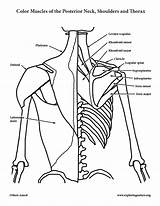 Anatomy Shoulders Posterior Thorax sketch template