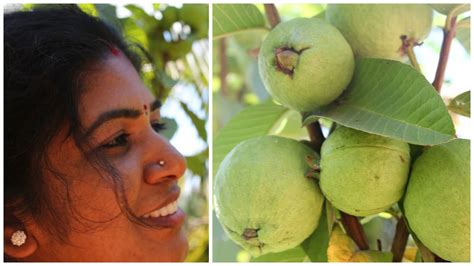 organic farm fresh guava fruits   farm ready  eat