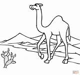 Desierto Camello Desert Camel sketch template