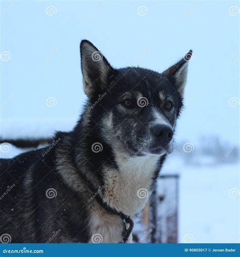 alaskan husky sled dog stock image image  alaskan