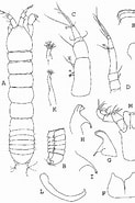 Afbeeldingsresultaten voor "leptognathia Manca". Grootte: 123 x 185. Bron: www.researchgate.net