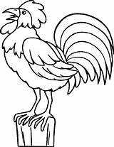 Coloring Rooster Pages Clipart Cartoon Library sketch template