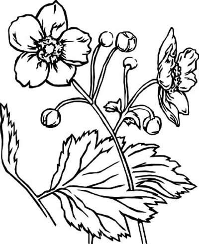 beautiful flower coloring pages  delicate forms  natural simplicity