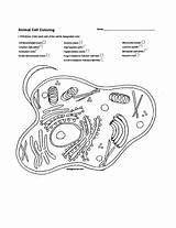 Cells Biology Corner Biologist Membrane Mitochondria Exceptional Paintingvalley Golgi Excel Bubakids Divyajanani sketch template